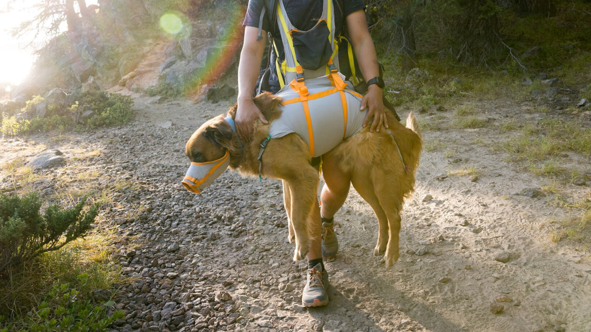 BackTrak dog carrier in use on a woodland trail