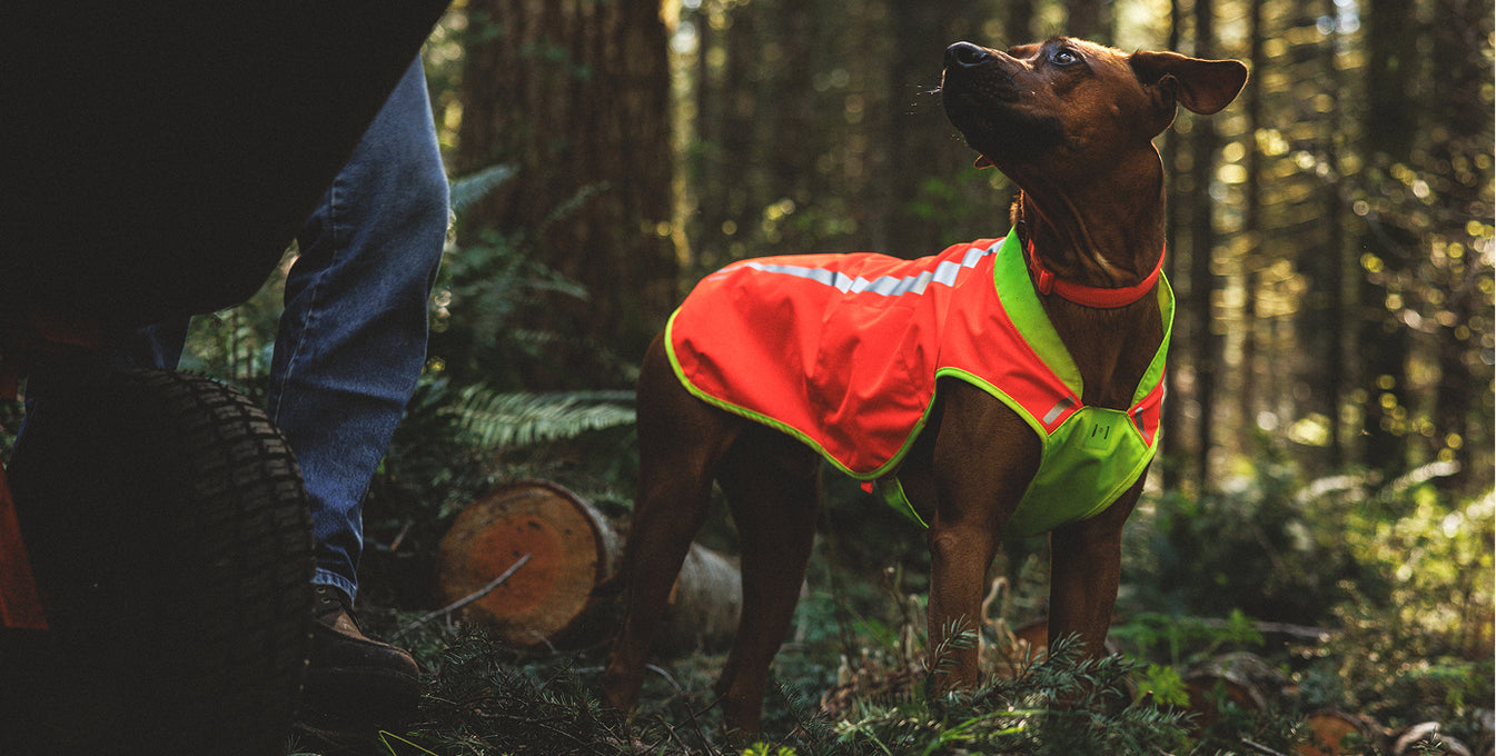 Dog wearing a reflective vest outdoors
